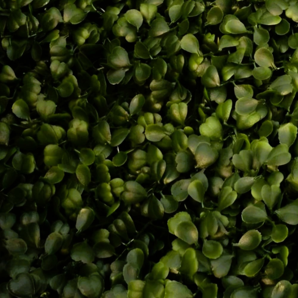 Boxwood Obscuro – Panel de Follaje Artificial 1x1 m