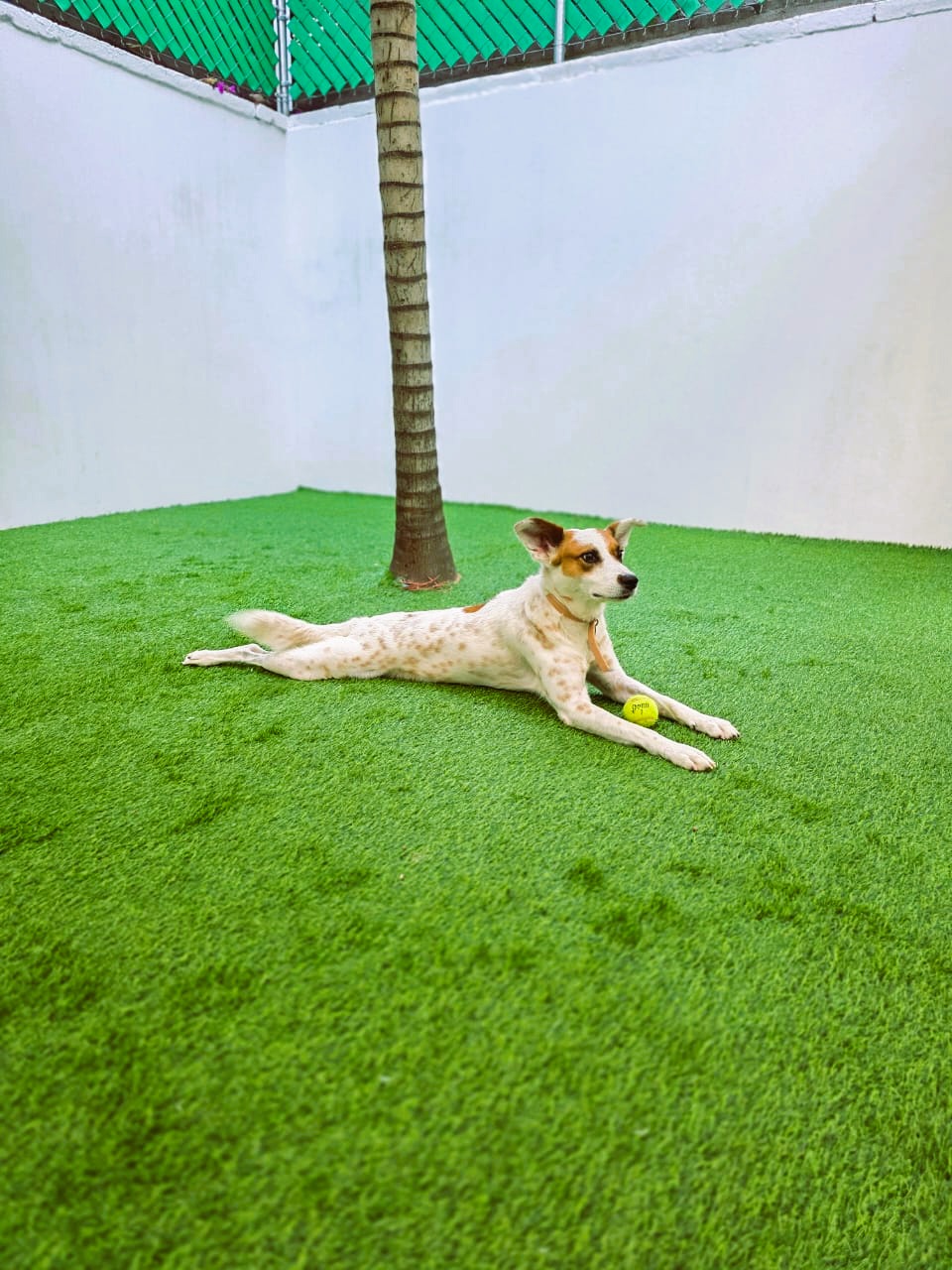 césped para jardín